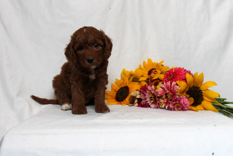 puppy, for, sale, Mini Goldendoodle F1B, Matthew B. Stoltzfus, dog, breeder, Gap, PA, dog-breeder, puppy-for-sale, forsale, nearby, find, puppyfind, locator, puppylocator, aca